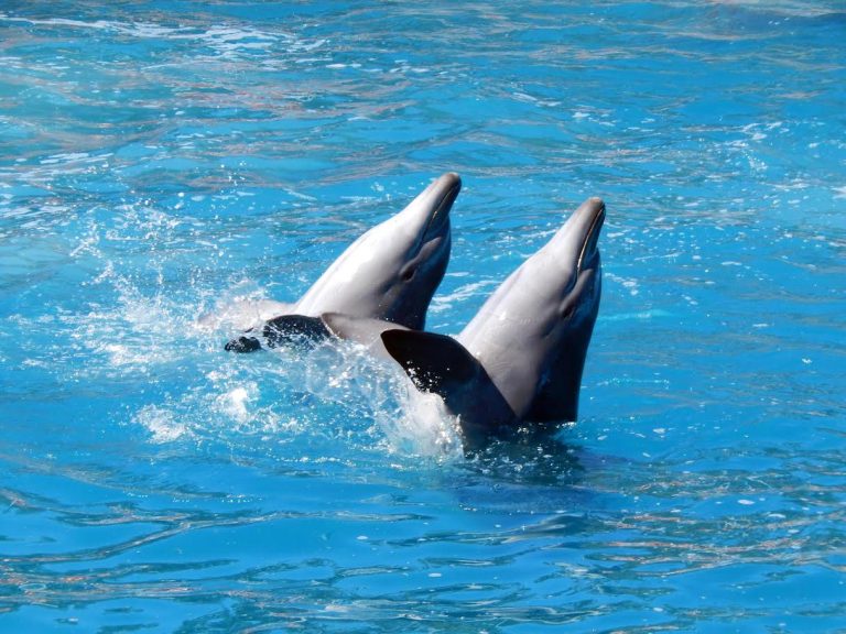 Fall Fun on a Dolphin Cruise